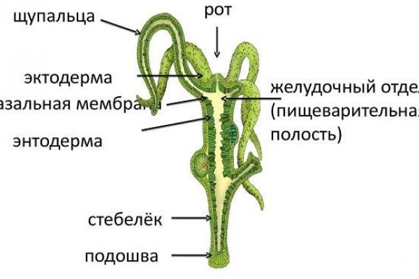 Почему не работает кракен