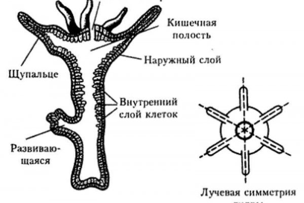 Кракен даркнет ссылка vtor run